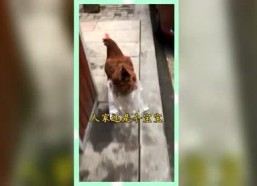 娱乐吃瓜群众酱,揭秘娱乐圈幕后故事